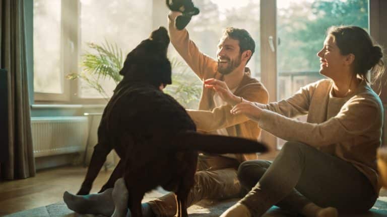 Young couple laughing sitting on floor in sunlit living room window playing with black labrador cuddly toy